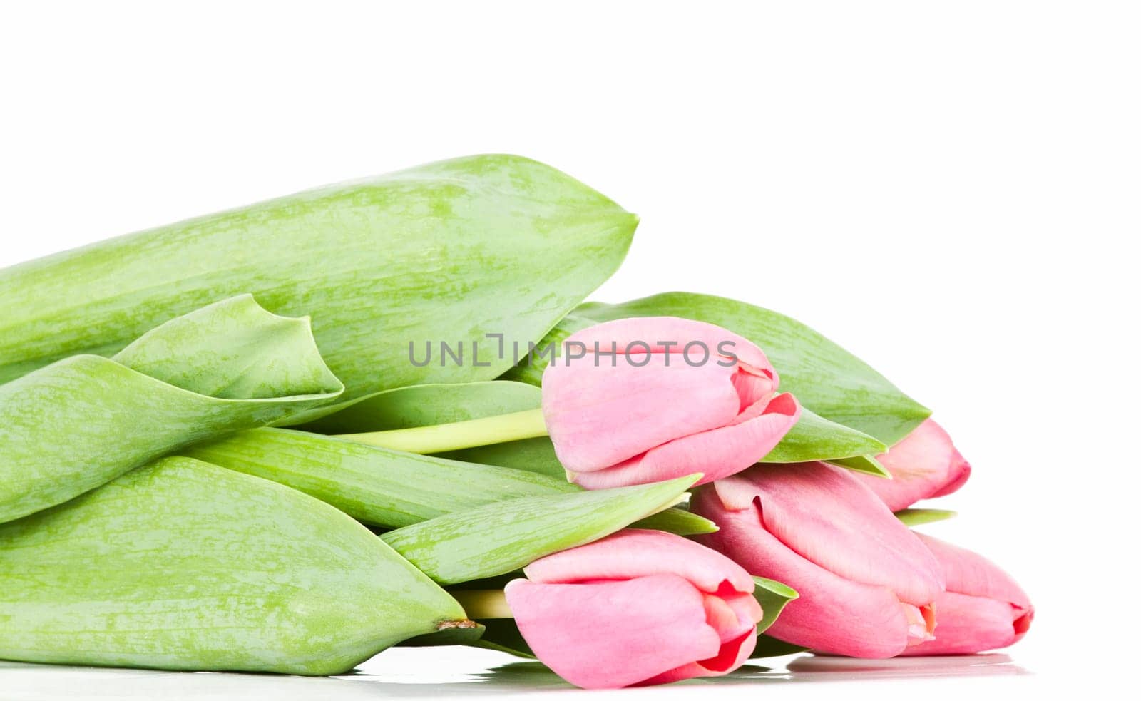 Beautiful pink tulips on white background