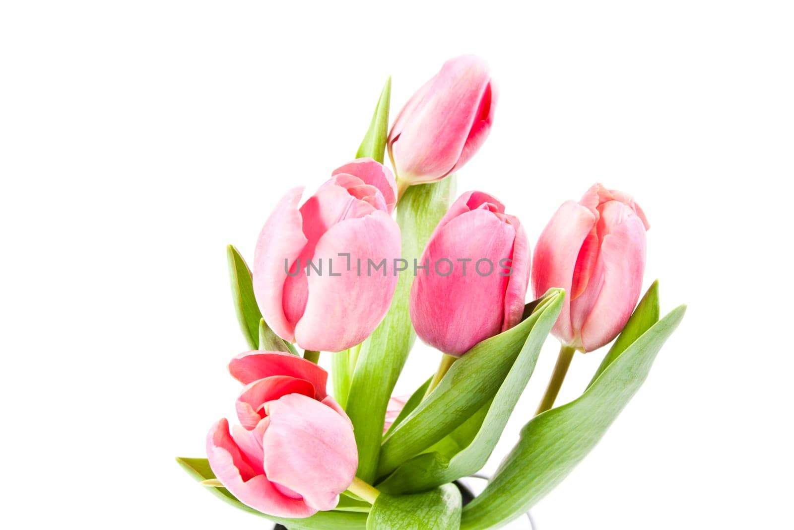 Beautiful pink tulips on white background