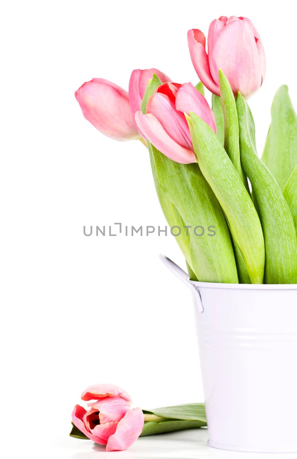 Beautiful pink tulips on white background