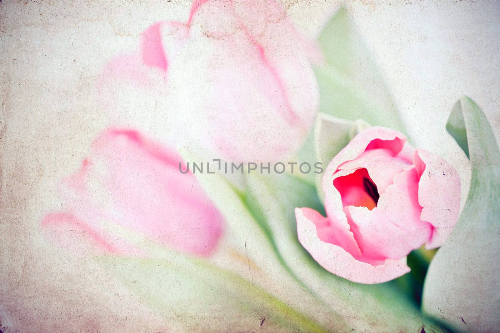 Beautiful pink tulips on vintage background