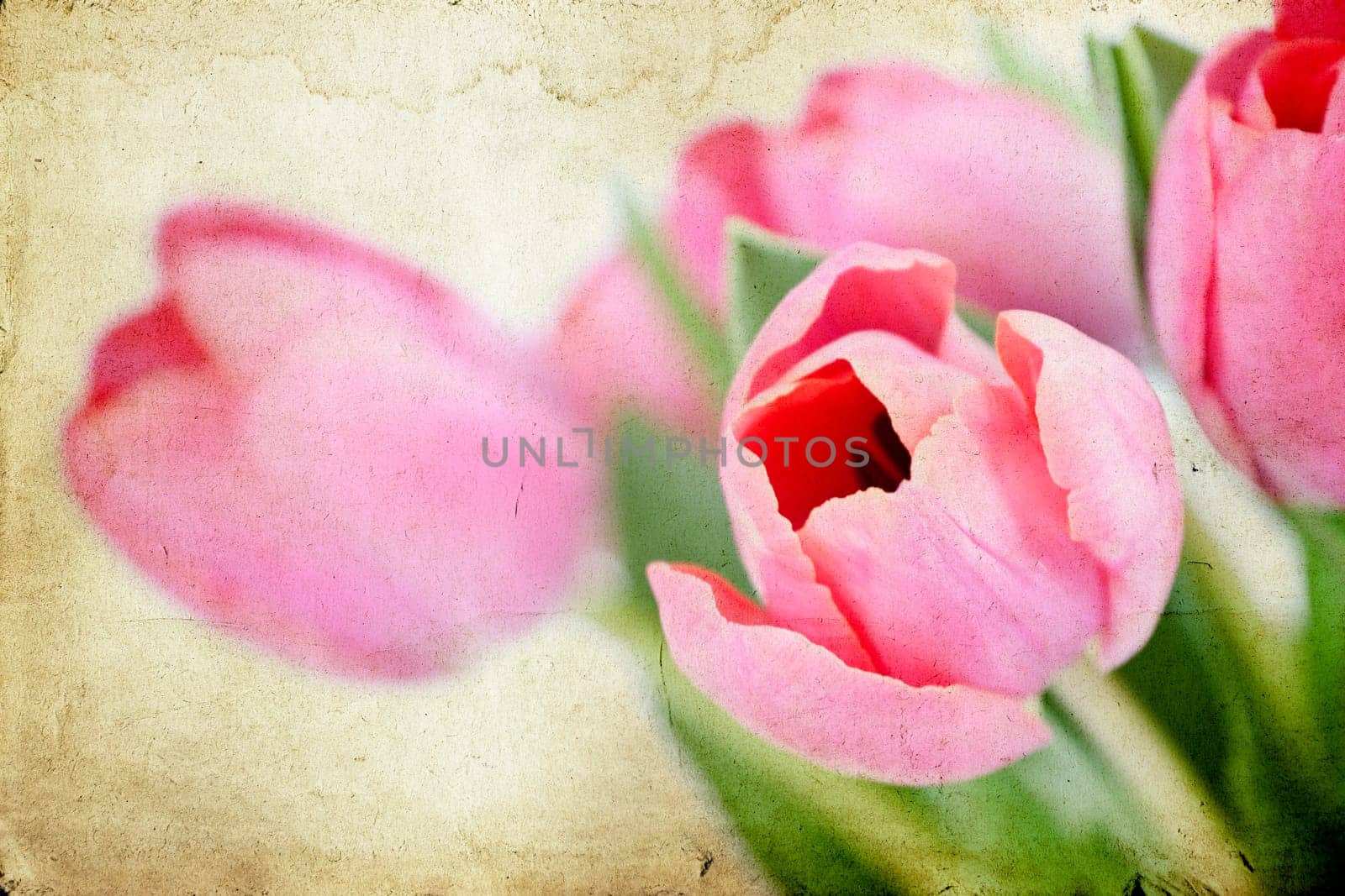 Beautiful pink tulips on vintage background