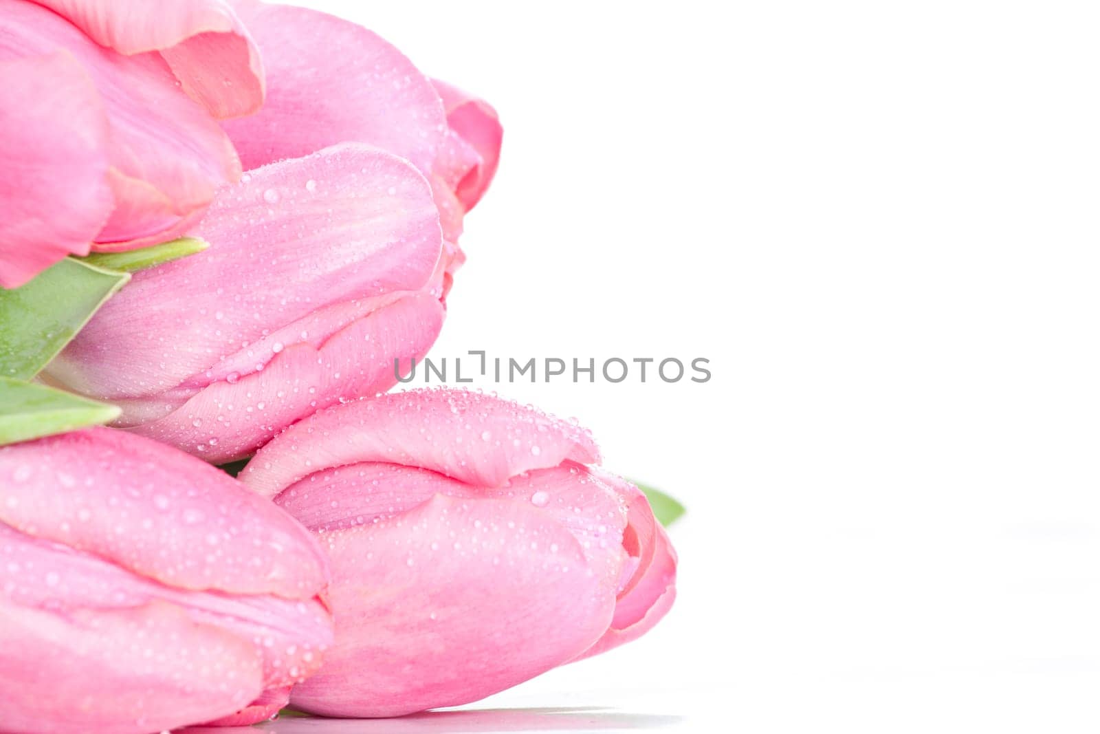 Beautiful pink tulips on white background