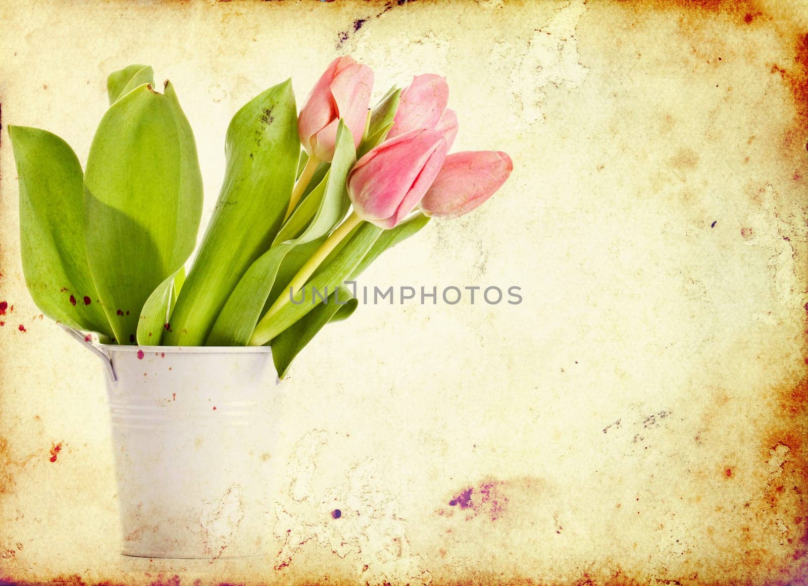 Beautiful pink tulips on vintage background