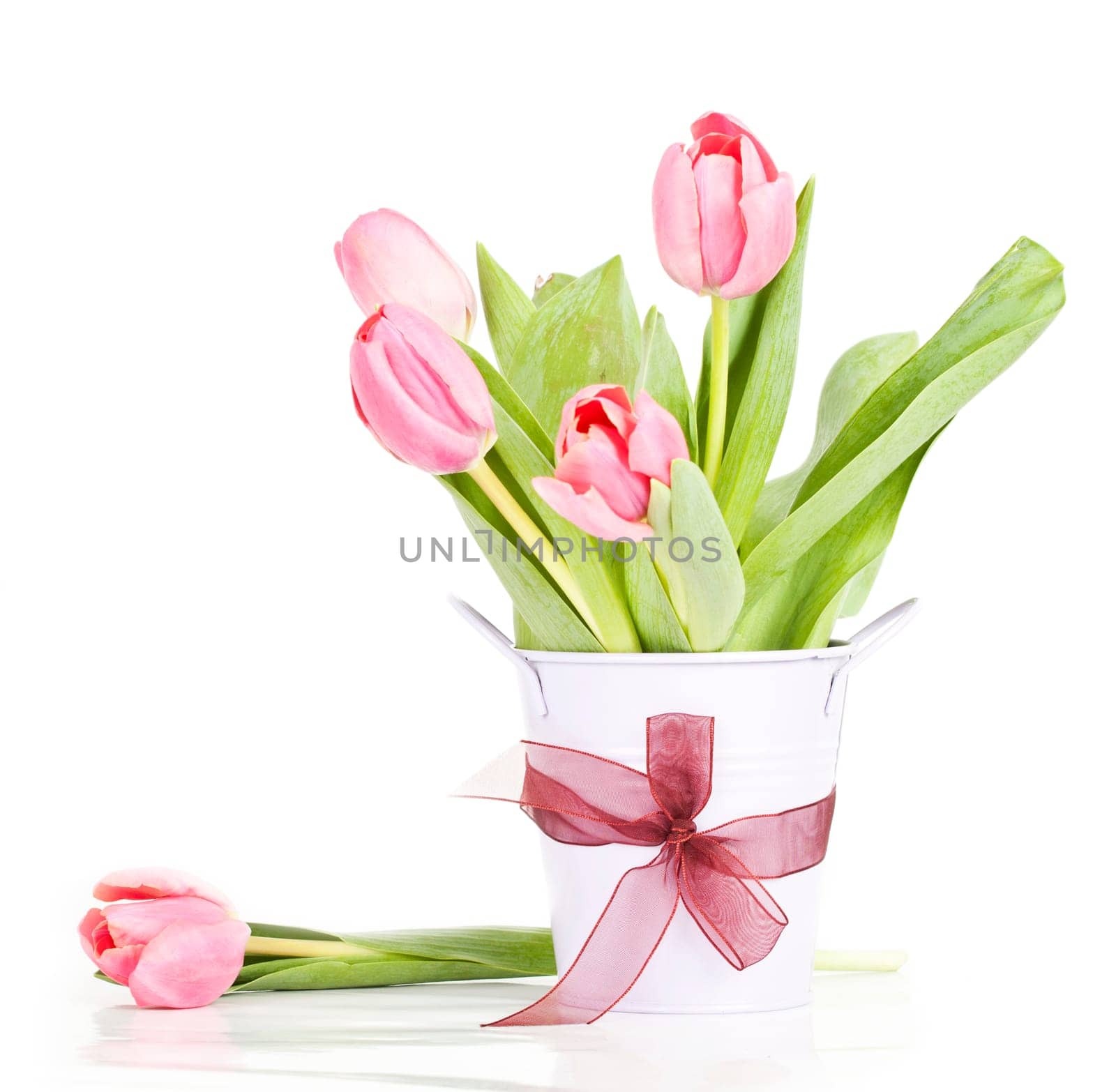 Beautiful pink tulips on white background