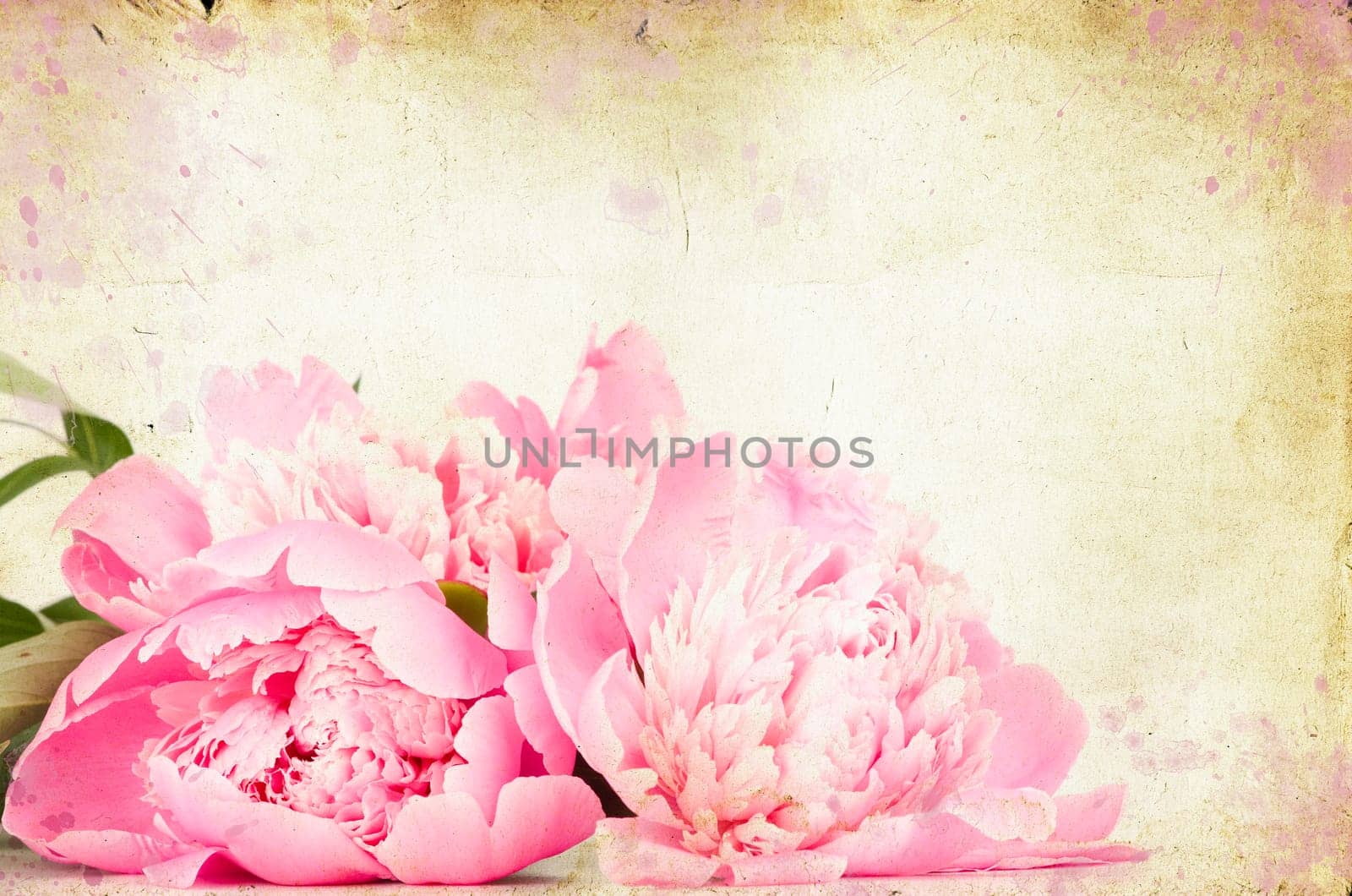 roses on vintage background - Pink peony