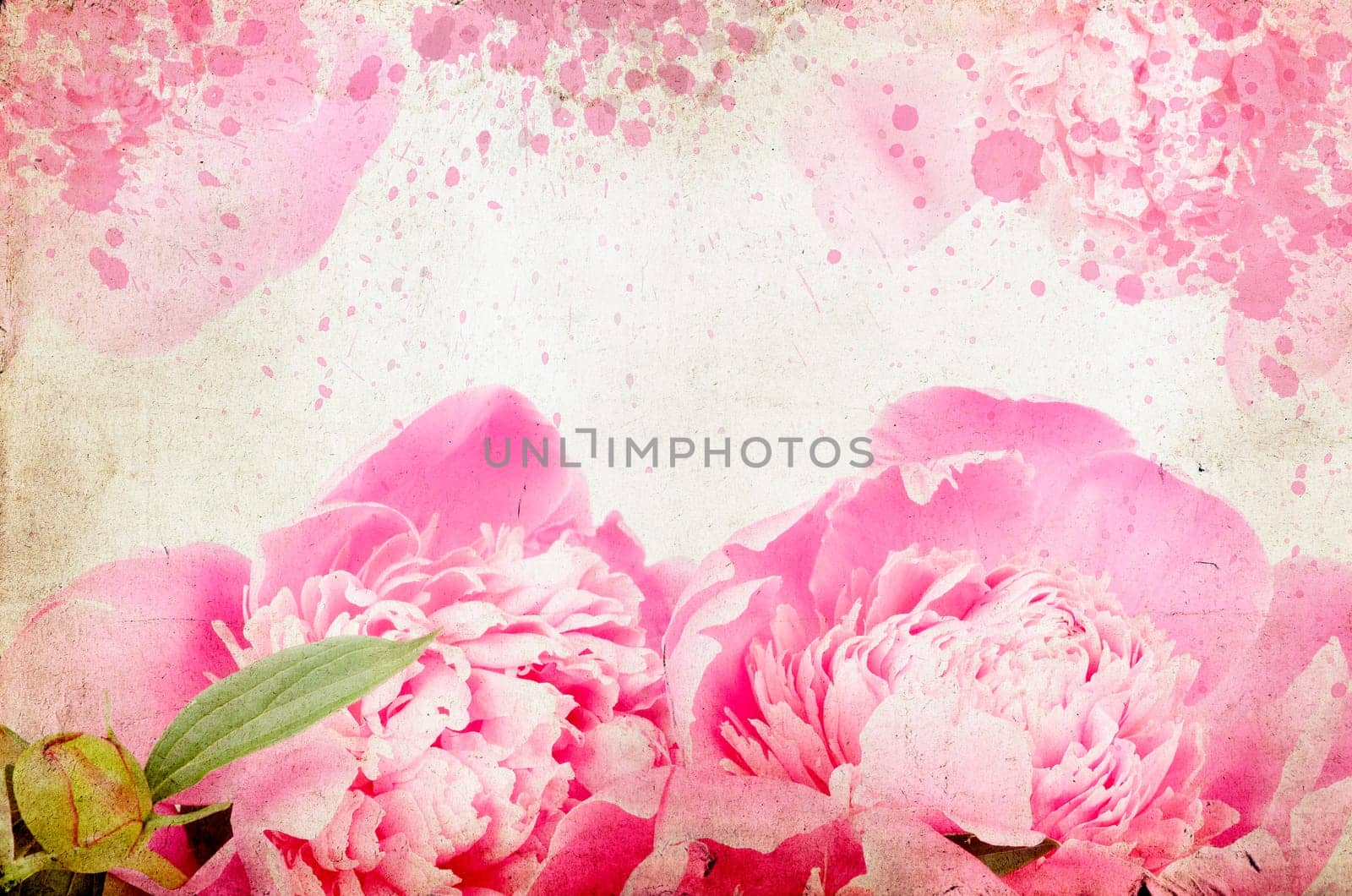 roses on vintage background - Pink peony