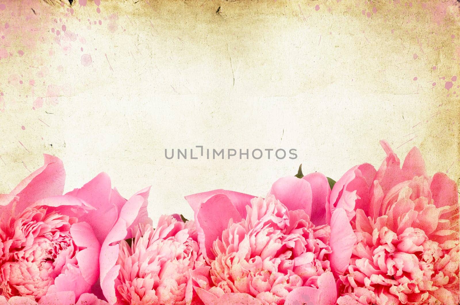 roses on vintage background - Pink peony
