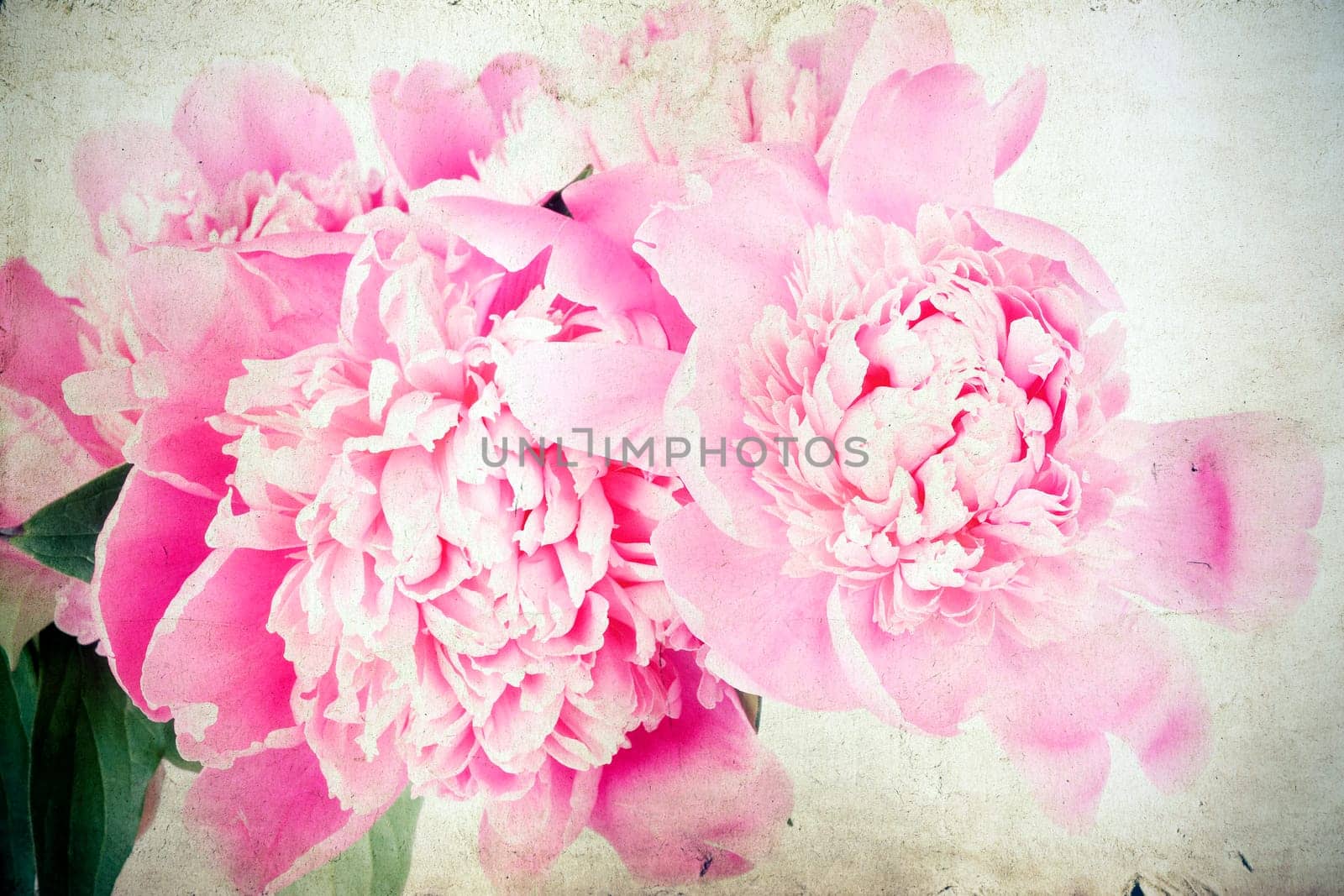 Pink peony isolated on white