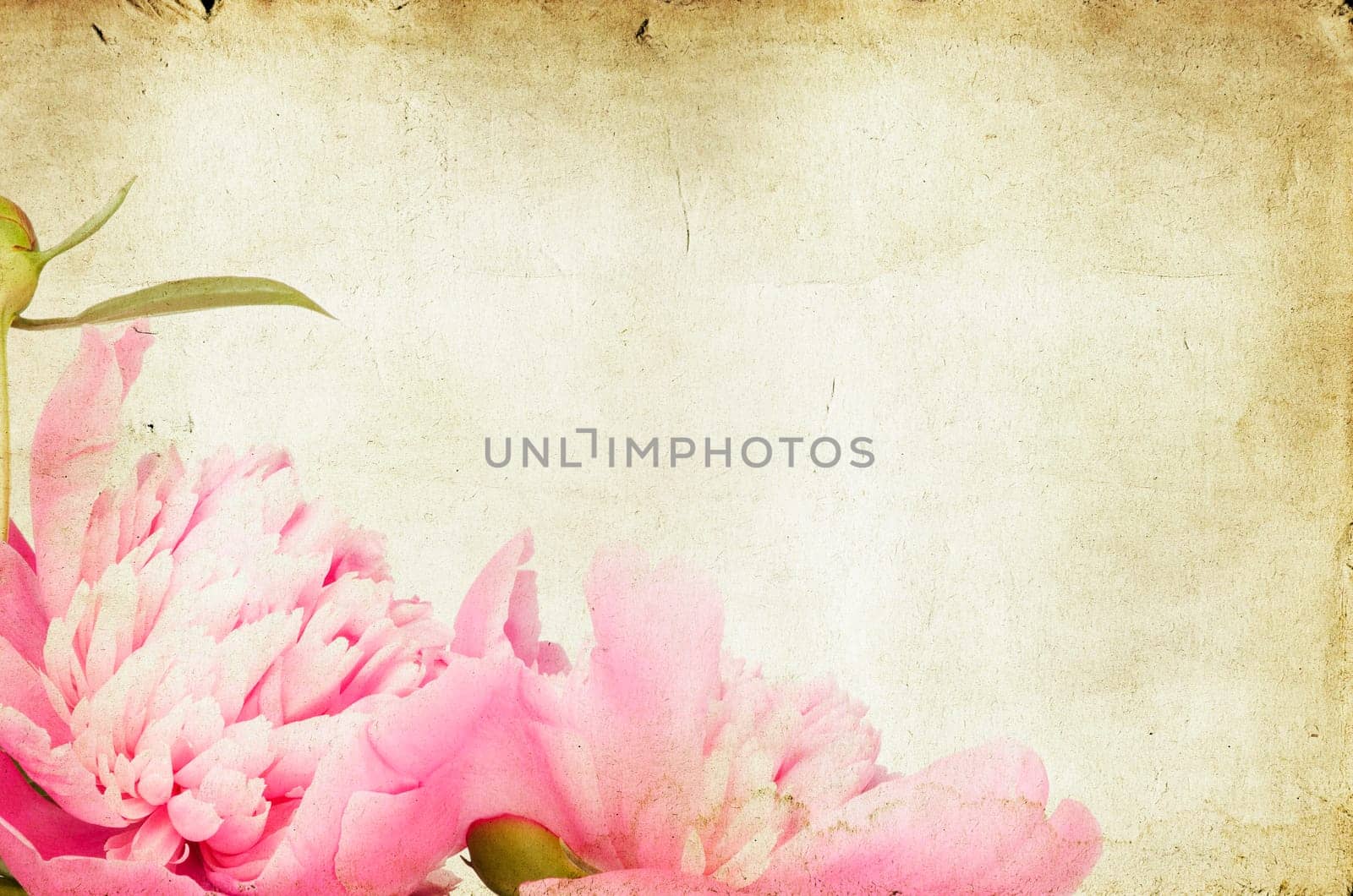 roses on vintage background - Pink peony