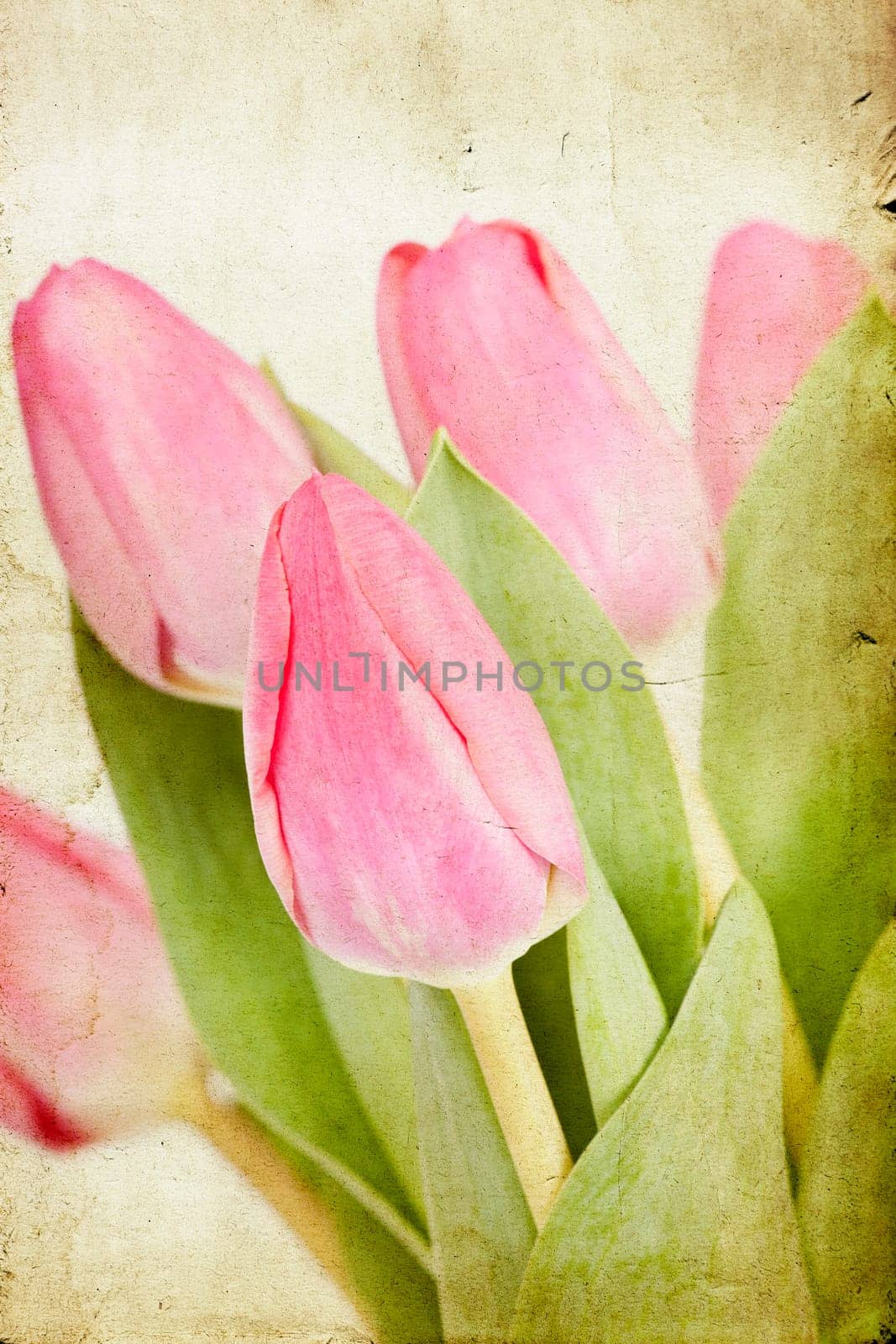 Beautiful pink tulips on vintage background