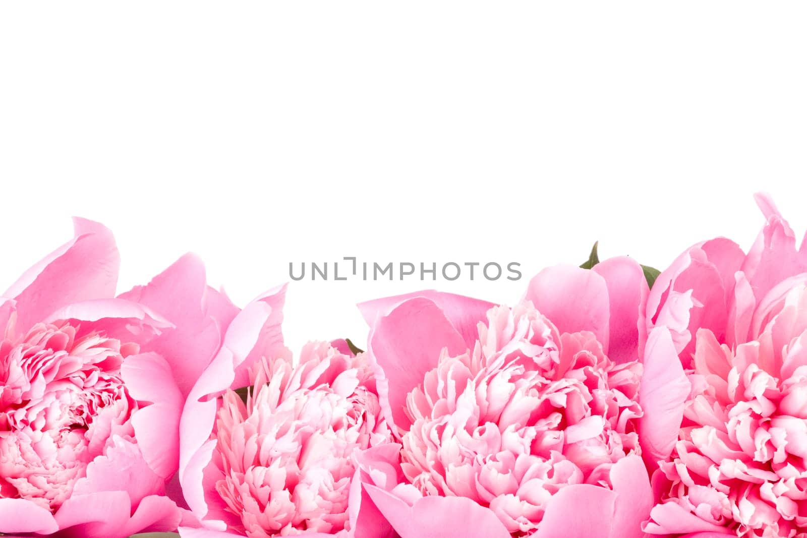 Pink peony isolated on white