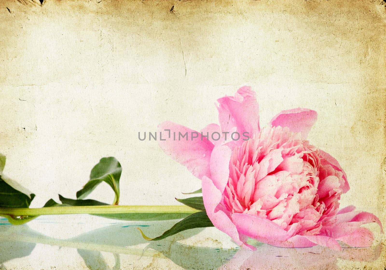 roses on vintage background - Pink peony