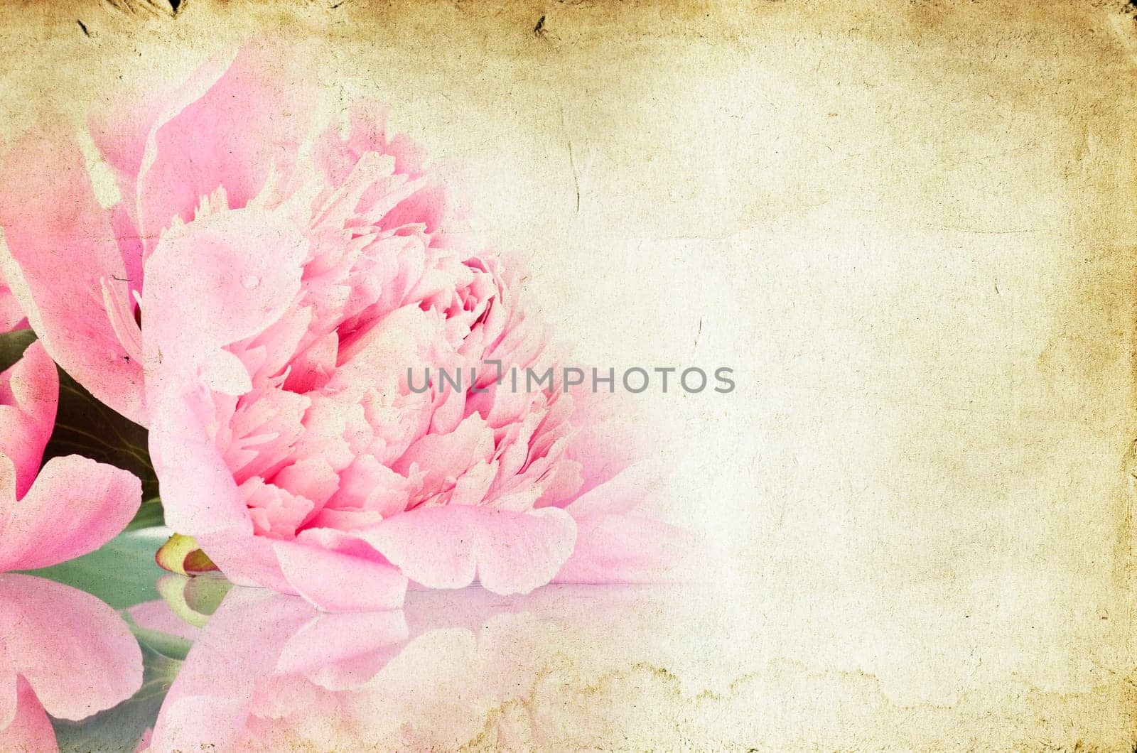 roses on vintage background - Pink peony