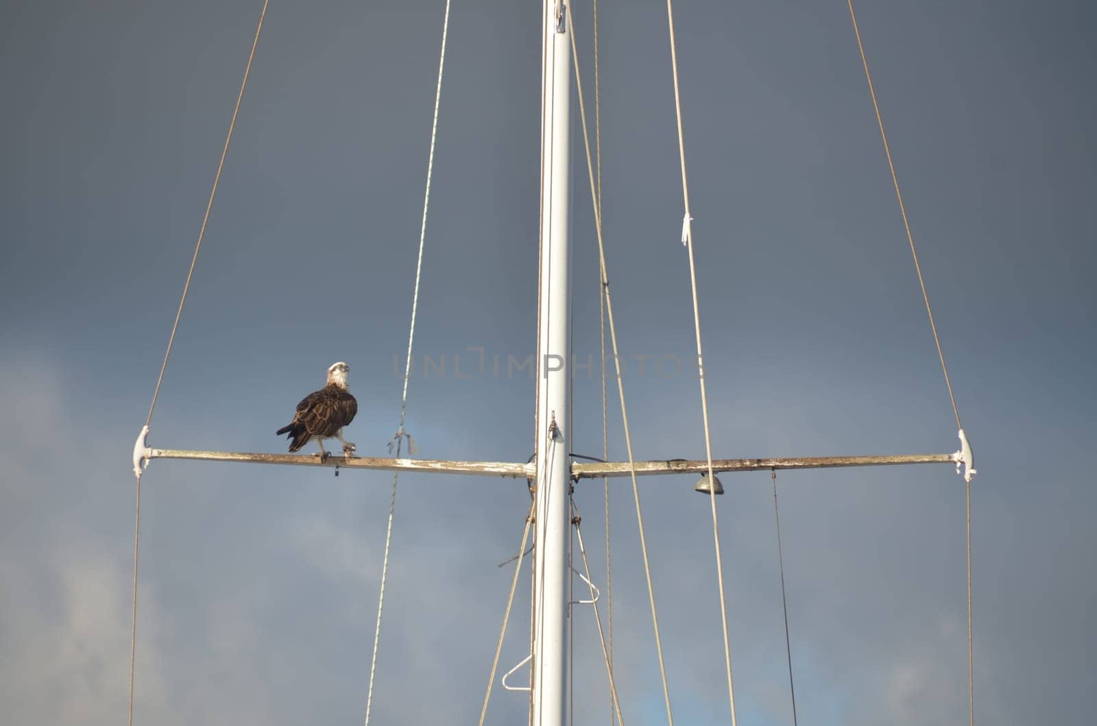 Pandion haliaetus osprey