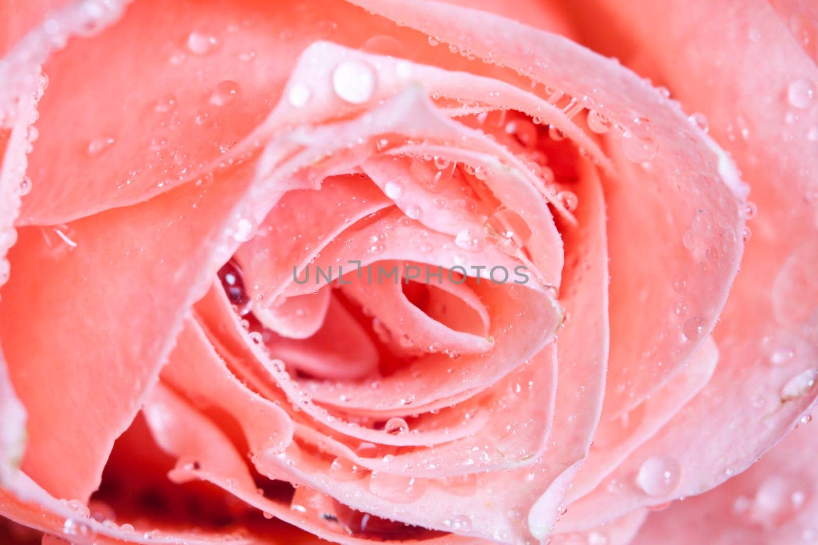 Pink roses on vintage background with copy space