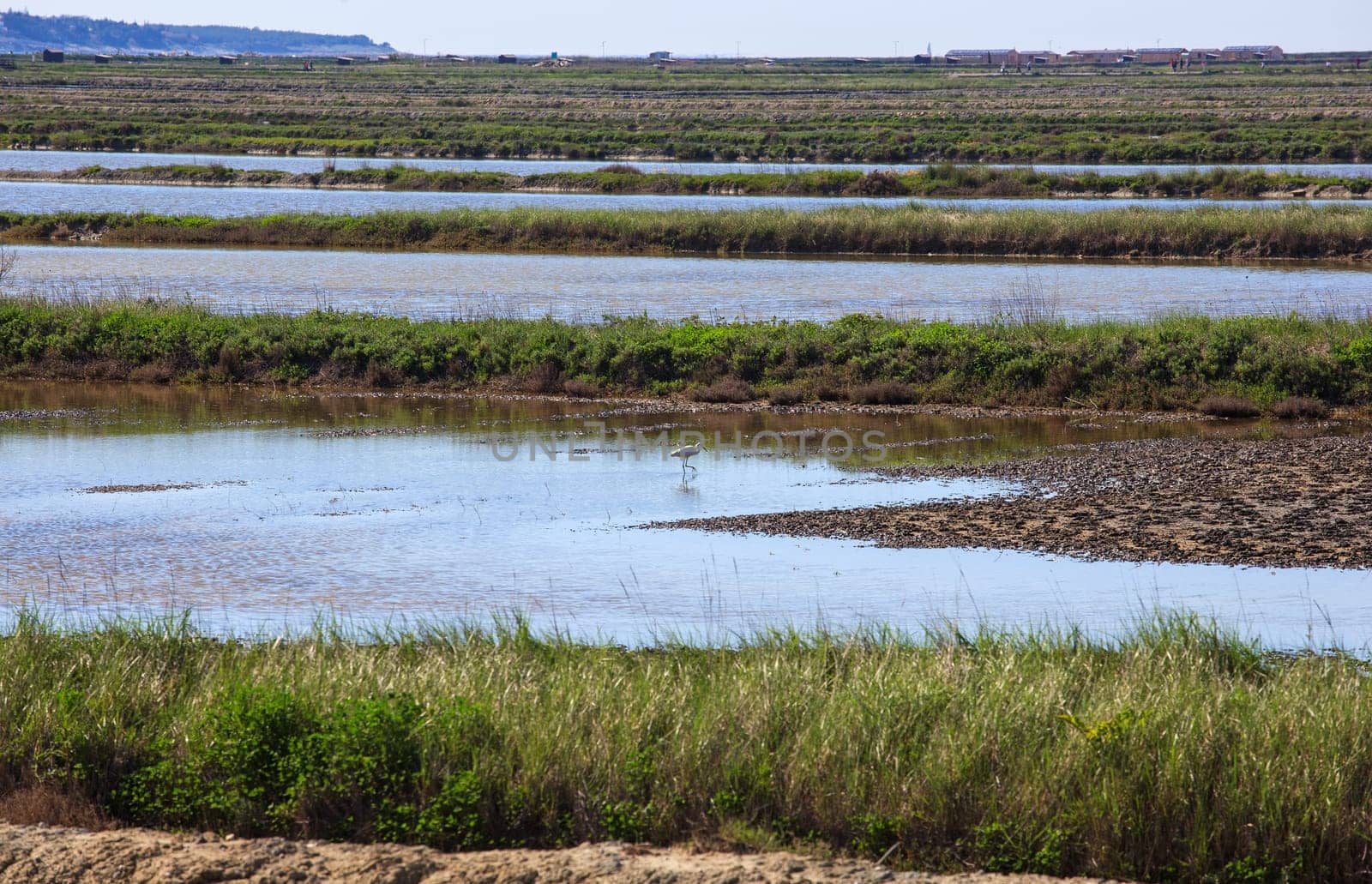 View of heron in the Salt evaporation ponds in Secovlje, Slovenia