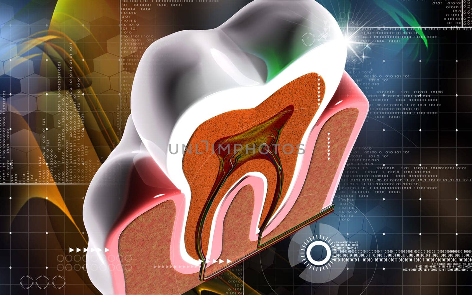 Digital illustration of teeth cross section in colour background