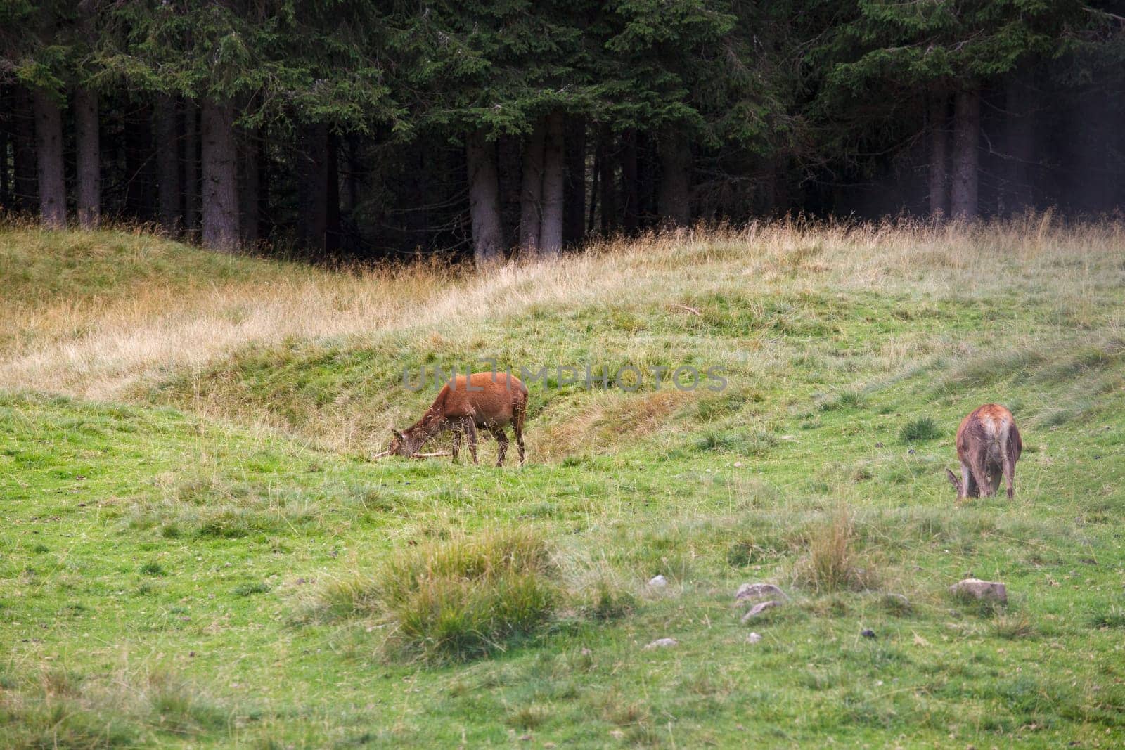 Deer pasturing in the Paneveggio park
