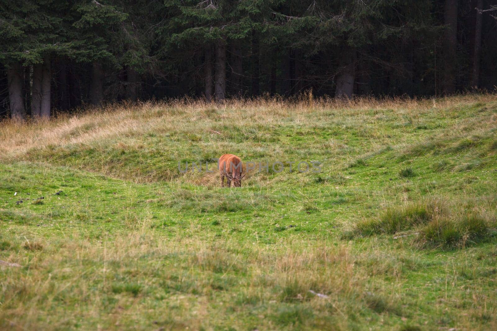 Deer pasturing in the Paneveggio park