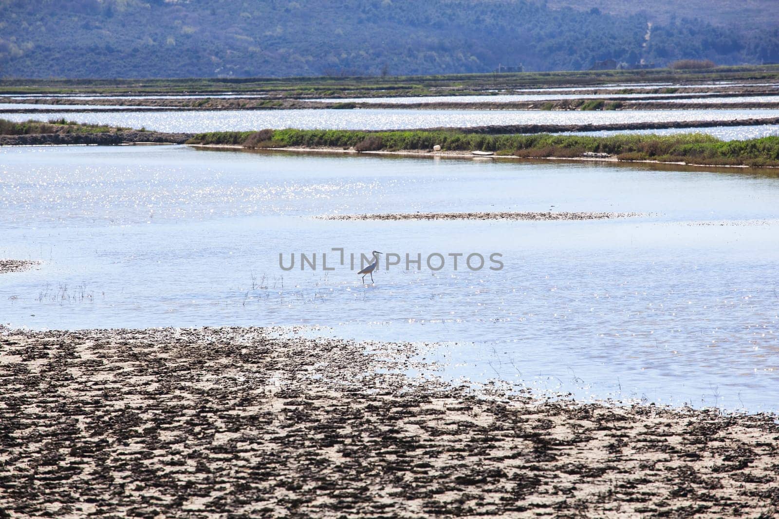 View of heron in the Salt evaporation ponds in Secovlje, Slovenia