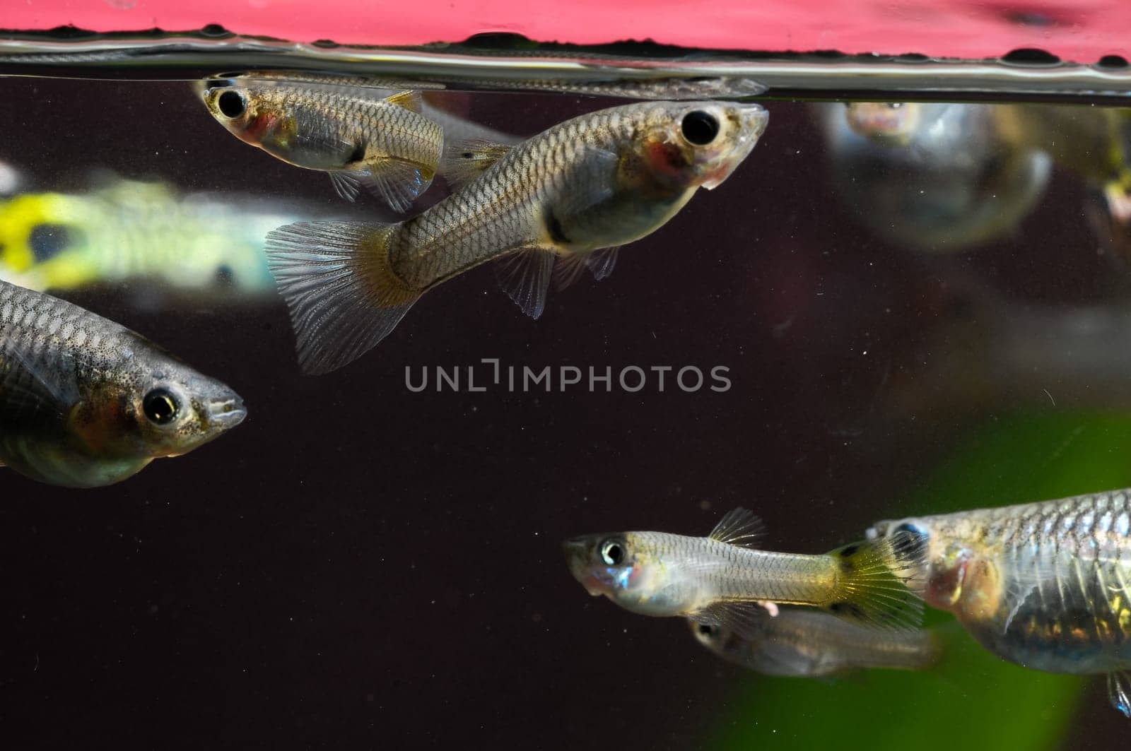 Guppy Multi Colored Fish in a Tropical Acquarium