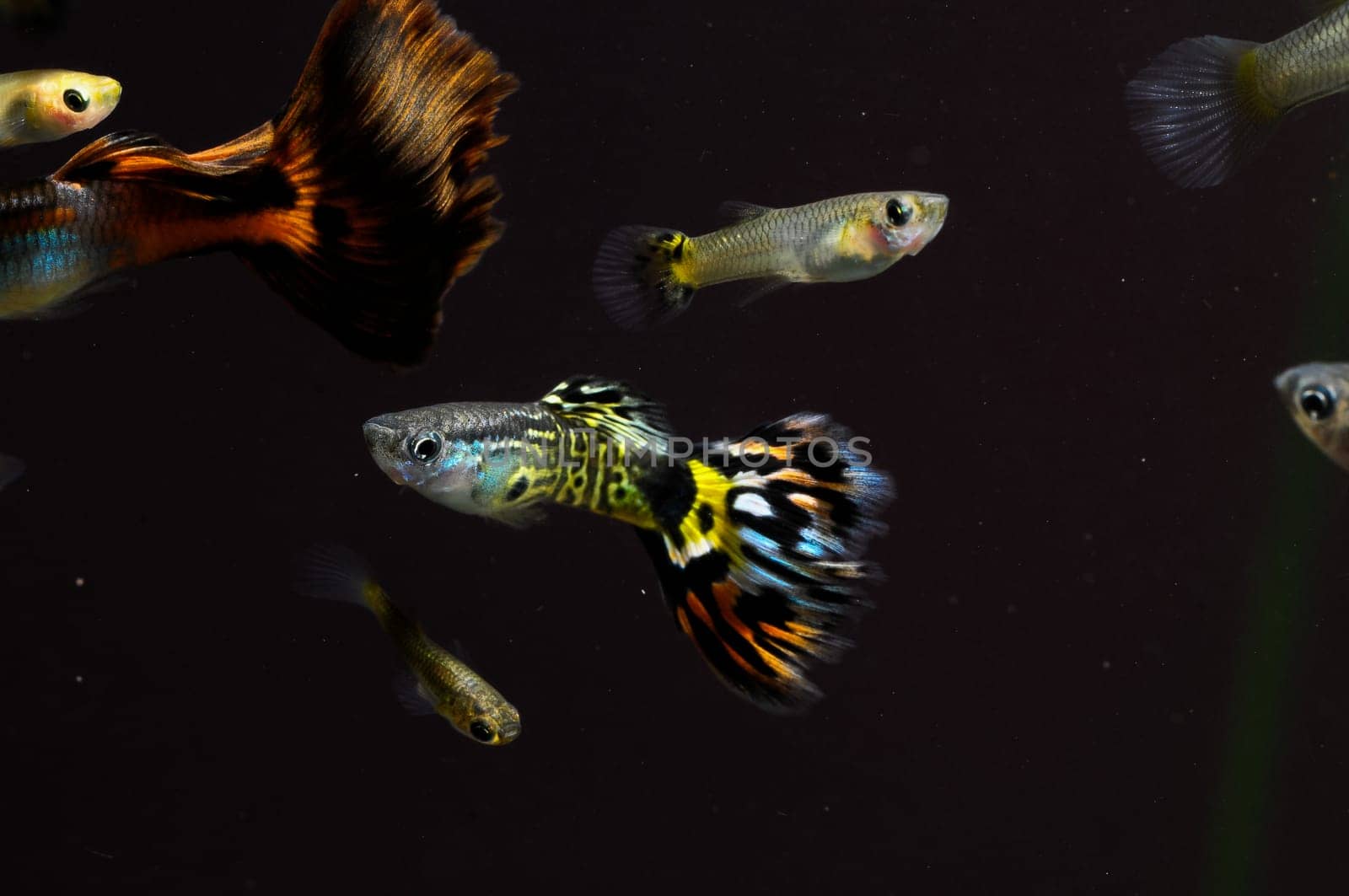 Guppy Multi Colored Fish in a Tropical Acquarium