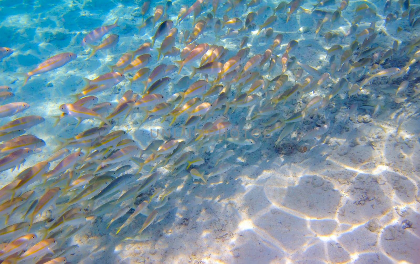 Tropical Fish  in warm waters