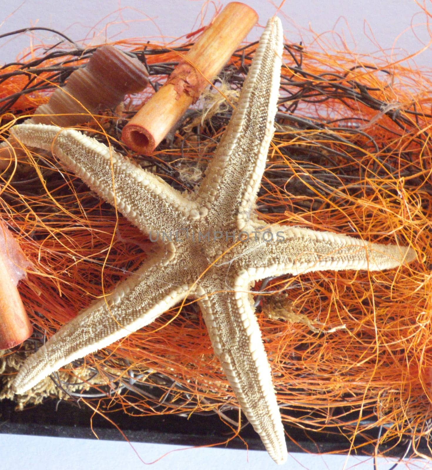 Starfish as in bycatch during fishing.