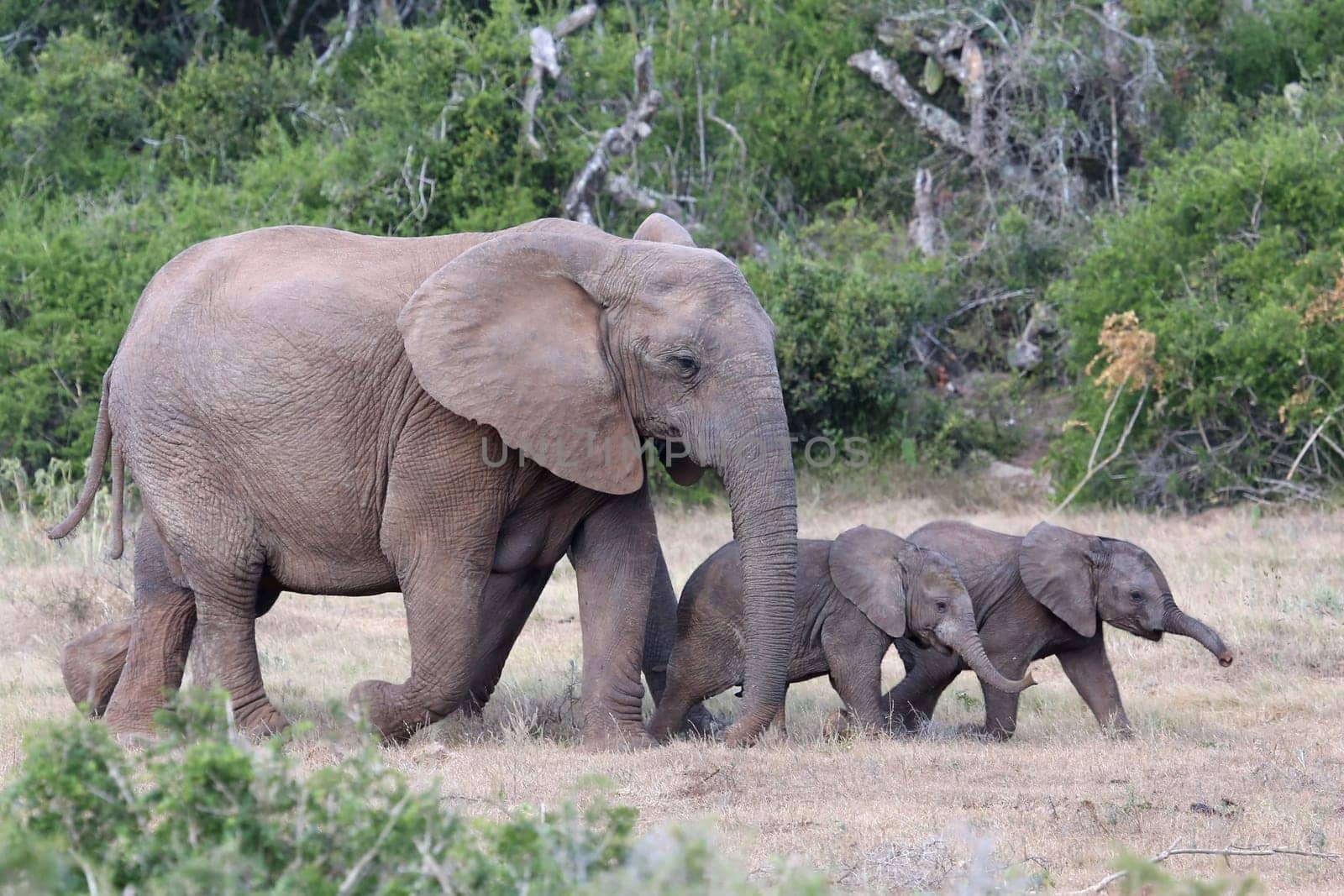 Two playful baby African elephants running ahead of their mother