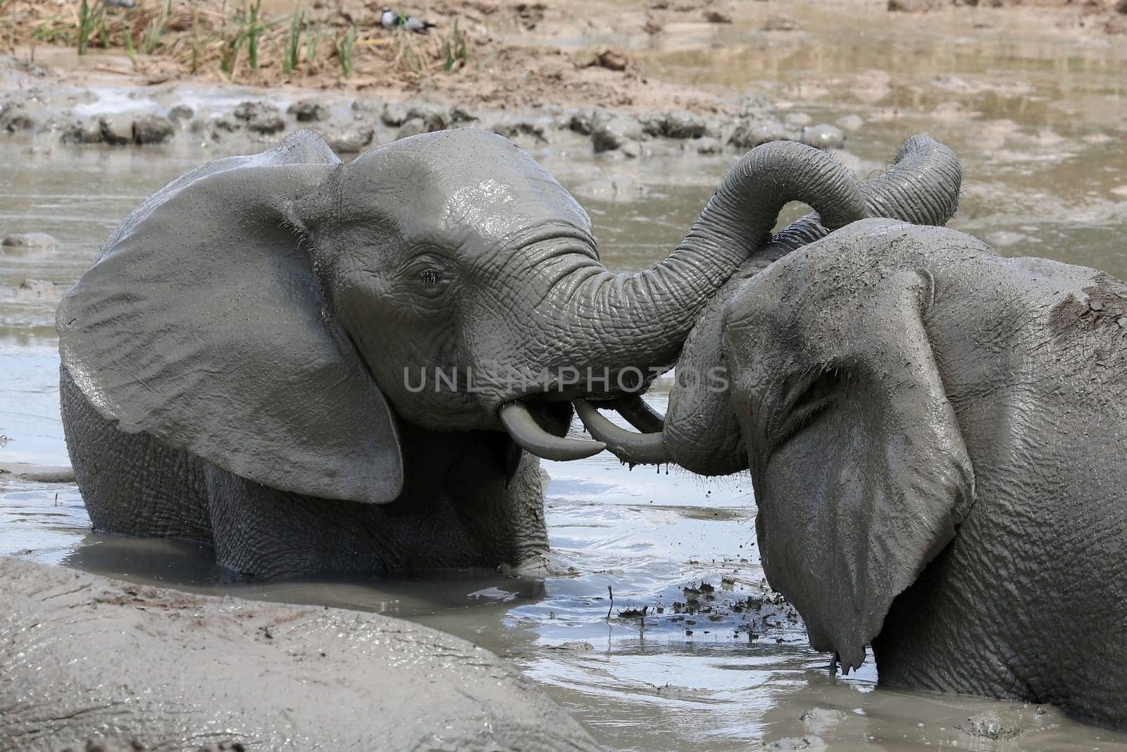 African elephants cooling off and playing in muddy water