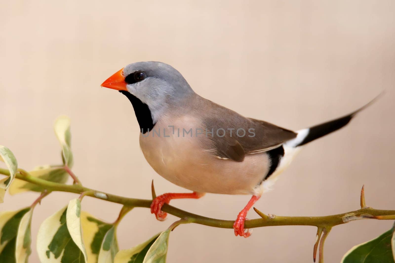 Heck's Grassfinch bird perched on a leafy teig