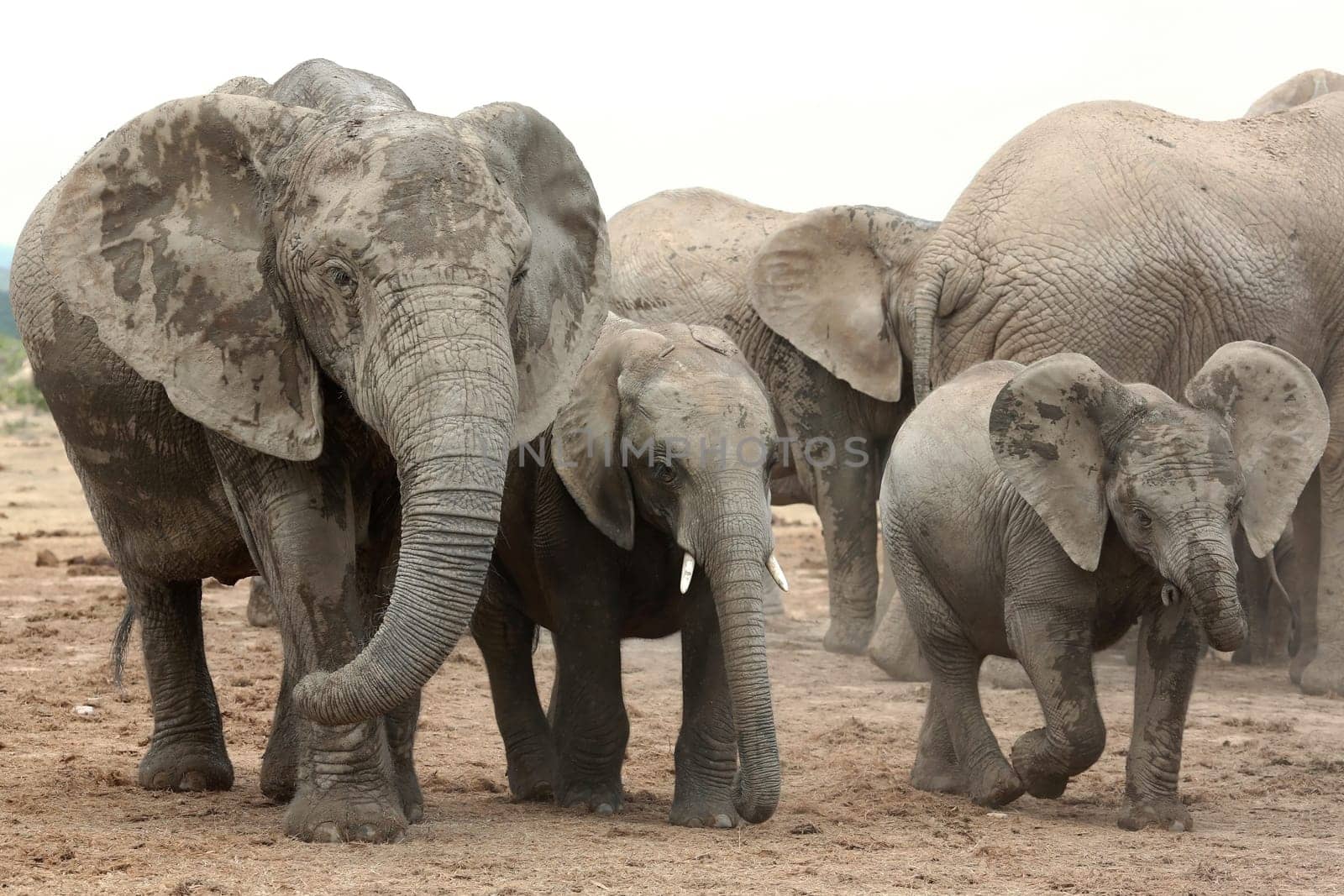 Two playful baby African elephants running with their mother