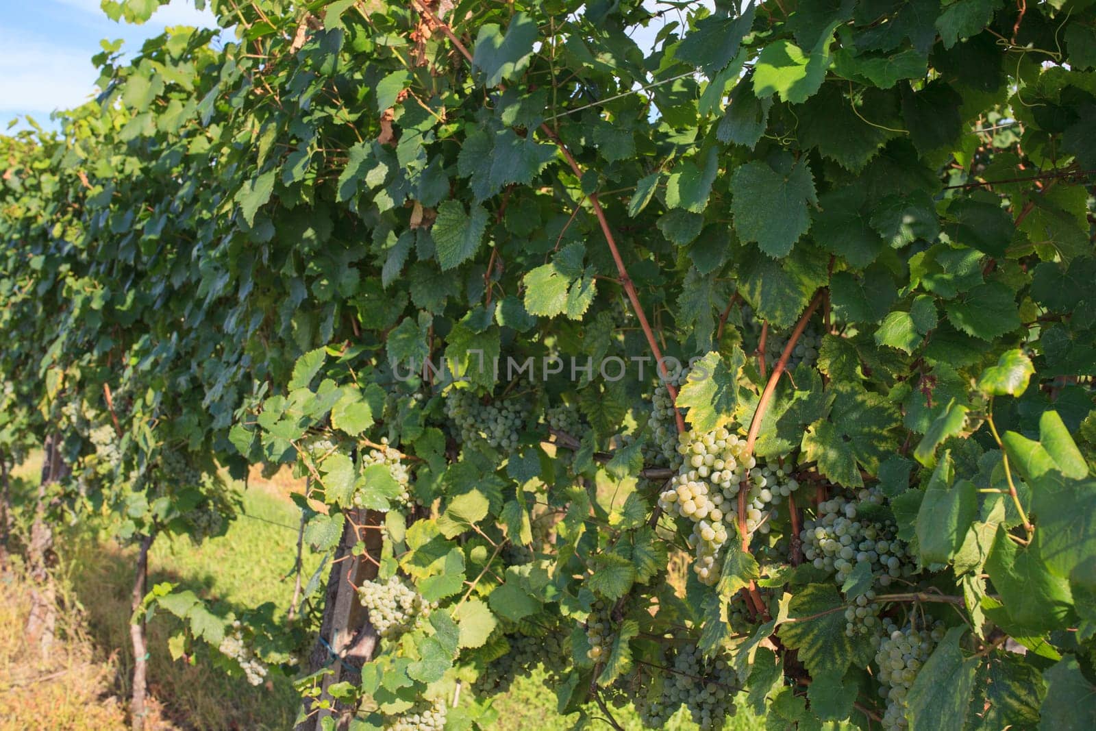 View of vineyards in Friuli Venezia Giulia, Italy