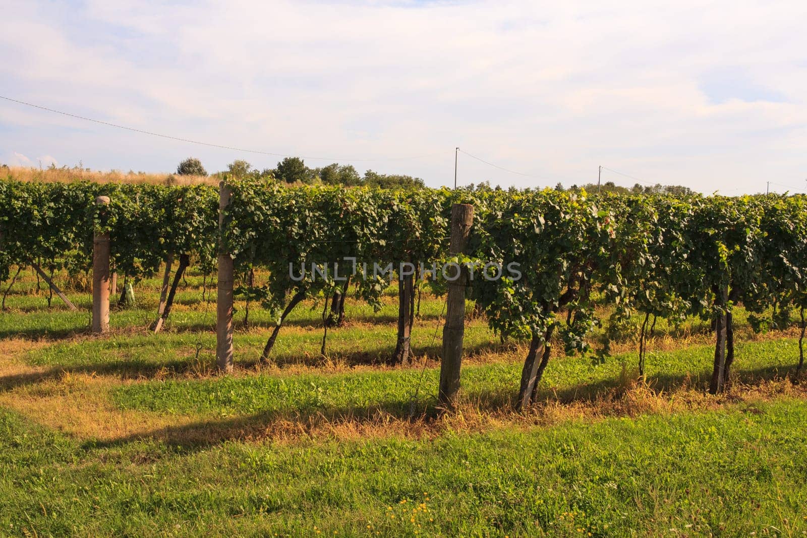View of vineyards in Friuli Venezia Giulia, Italy