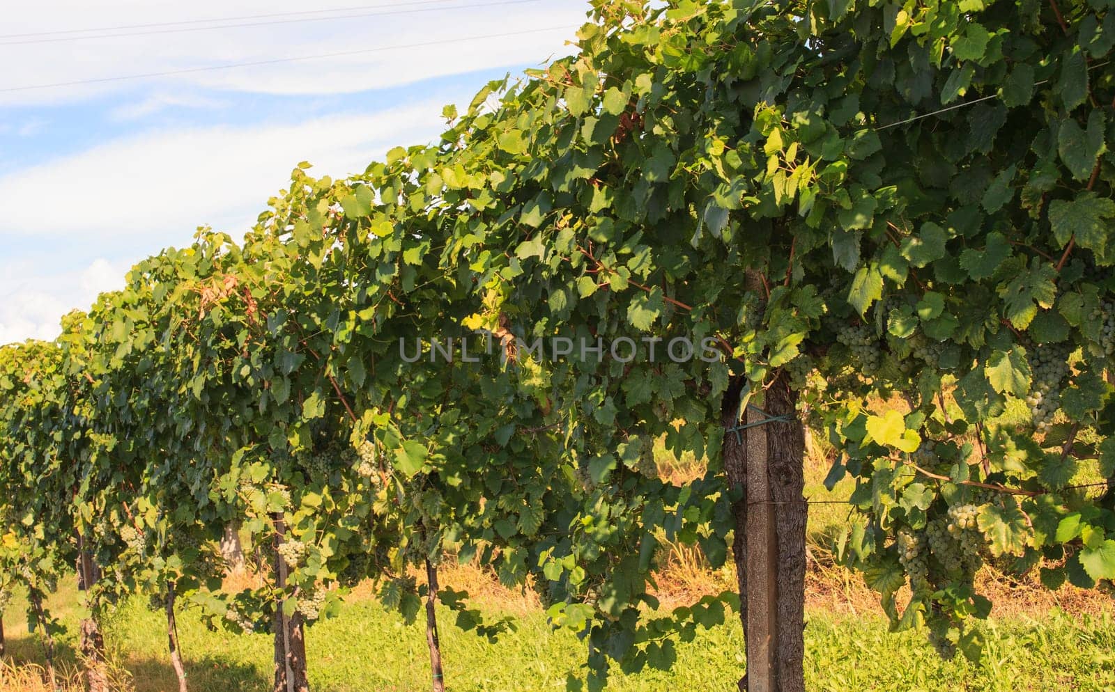 View of vineyards in Friuli Venezia Giulia, Italy
