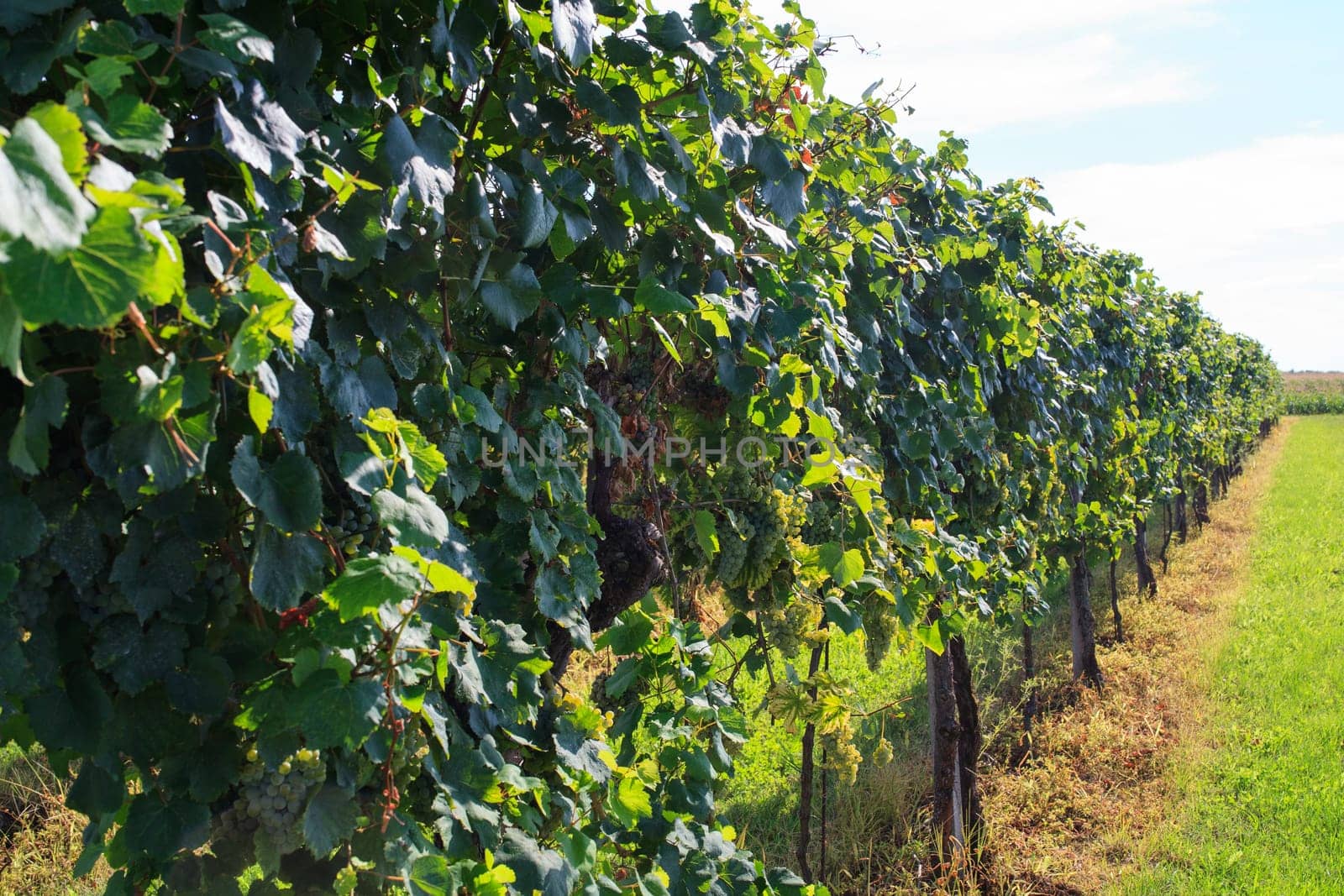 View of vineyards in Friuli Venezia Giulia, Italy