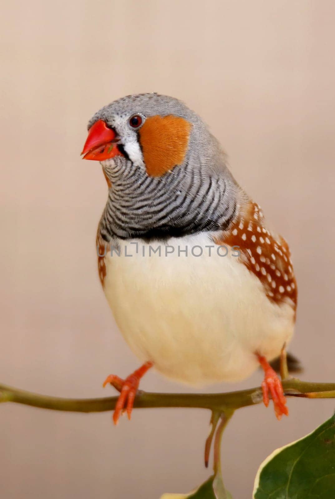Beautiful male zebra fich bird perched on a teig with leaves