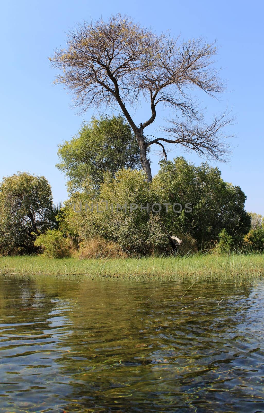 Okavango Delta water and "Cyperus papyrus"" plant landscape. North of Botswana."