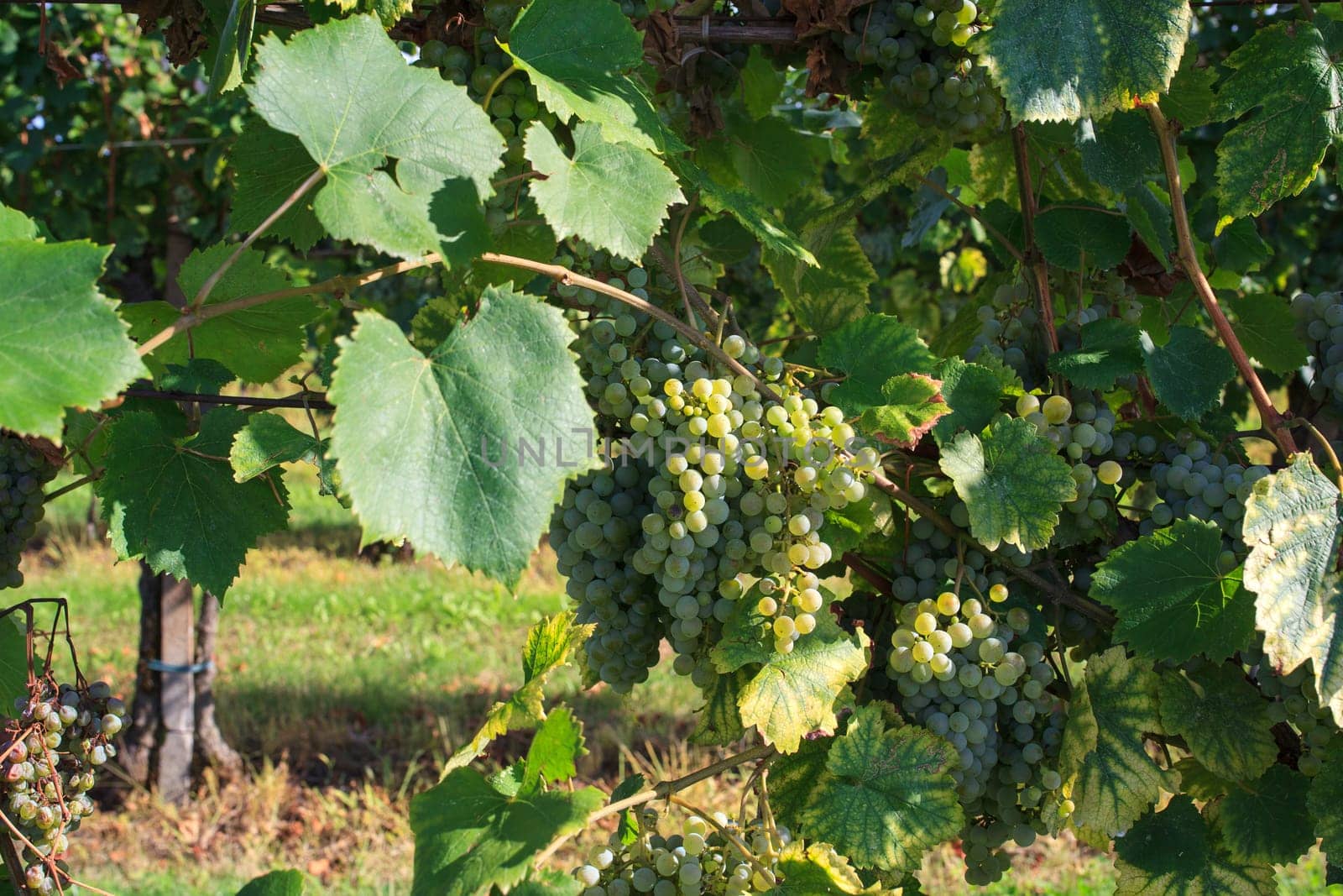 View of vineyards in Friuli Venezia Giulia, Italy