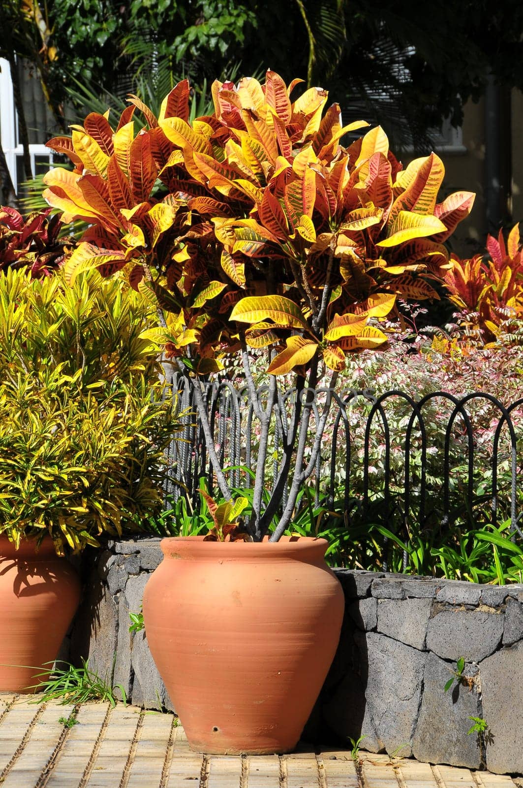 Terracotta Vases with Plants on an Urban Garden