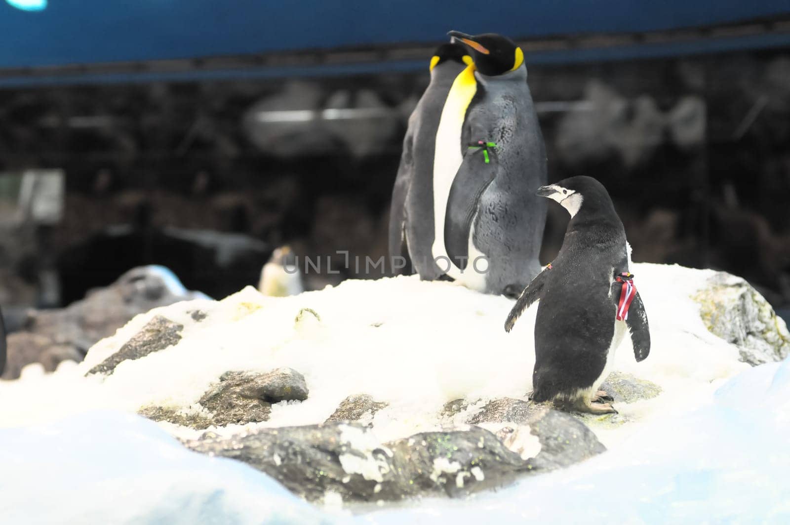 Black and White Colored Penguin in a Cold Place