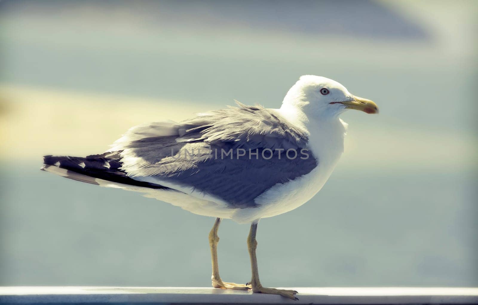 Vintage photo of flying seagulls