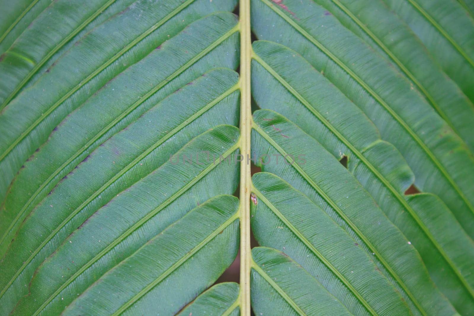 Fern leaf texture, Natural abstraction in forest