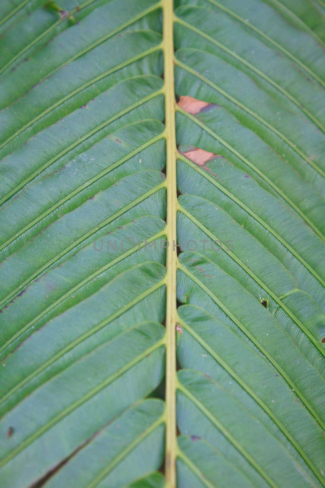Fern leaf texture, Natural abstraction in forest
