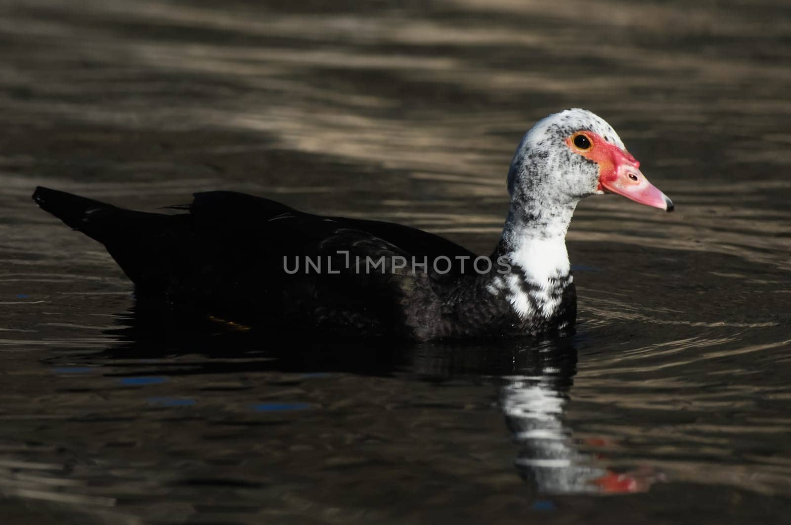 Muscovy Duck (Cairina moschata) on a Dark Black Water