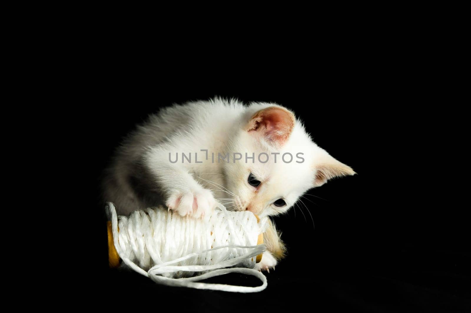 White Young Baby Cat on a Black Background
