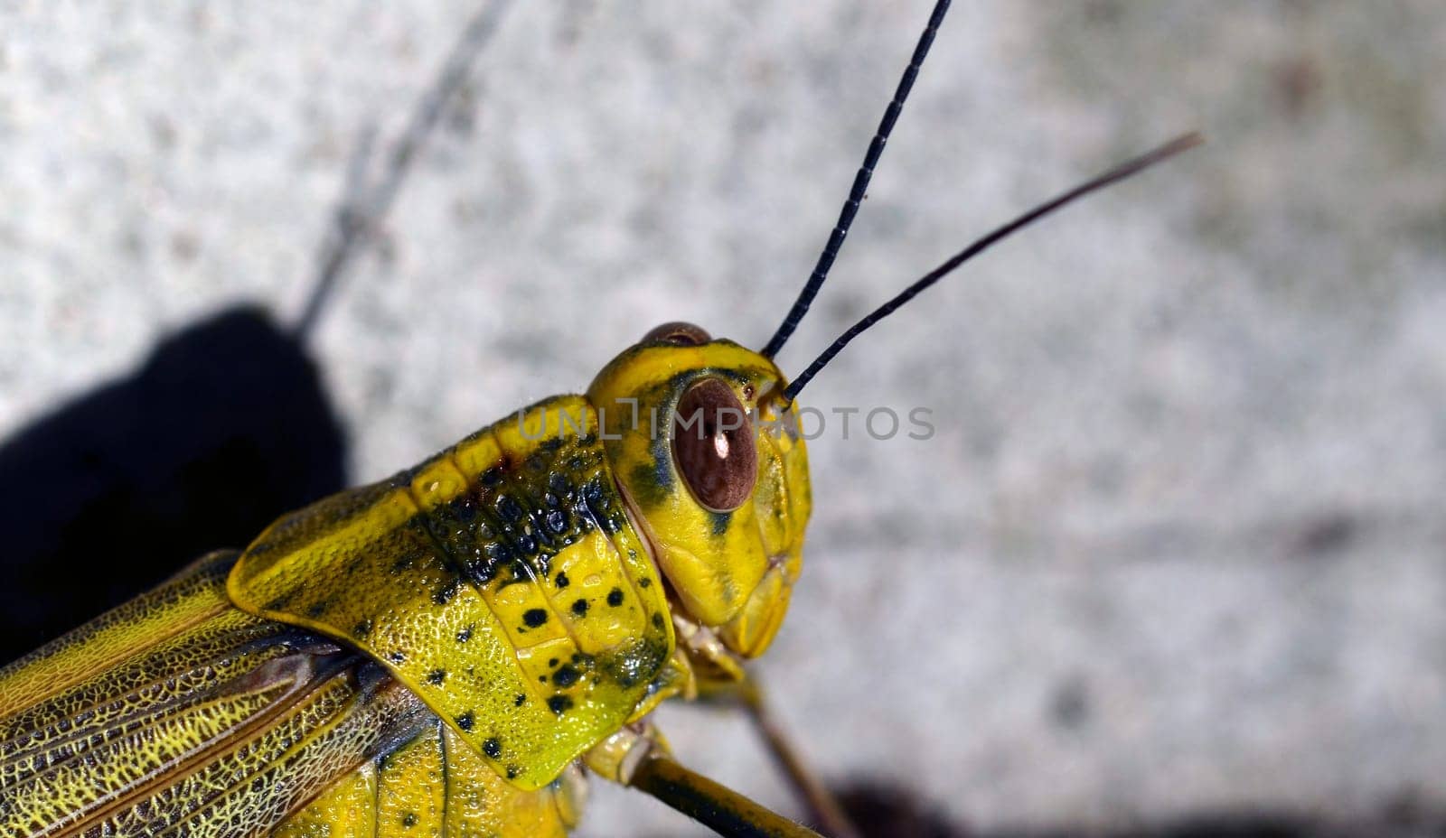 yellow short-sensor terror