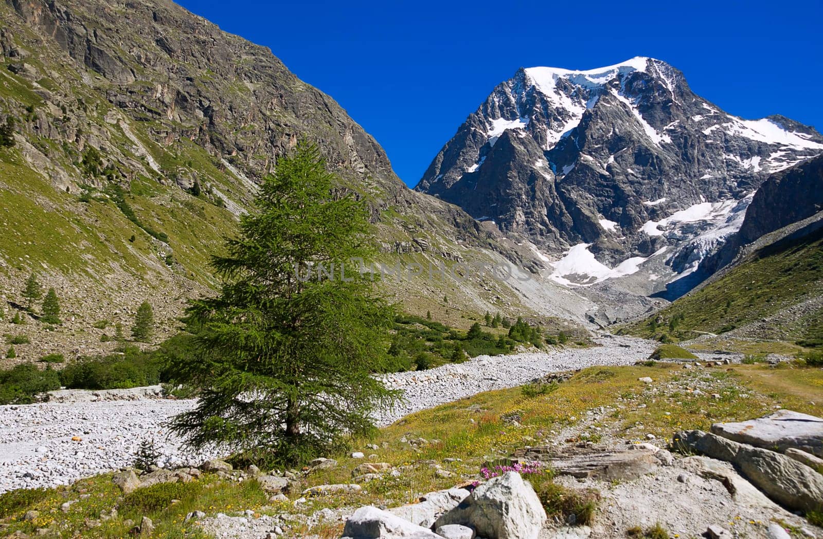 Mont Collon with mountain pine
