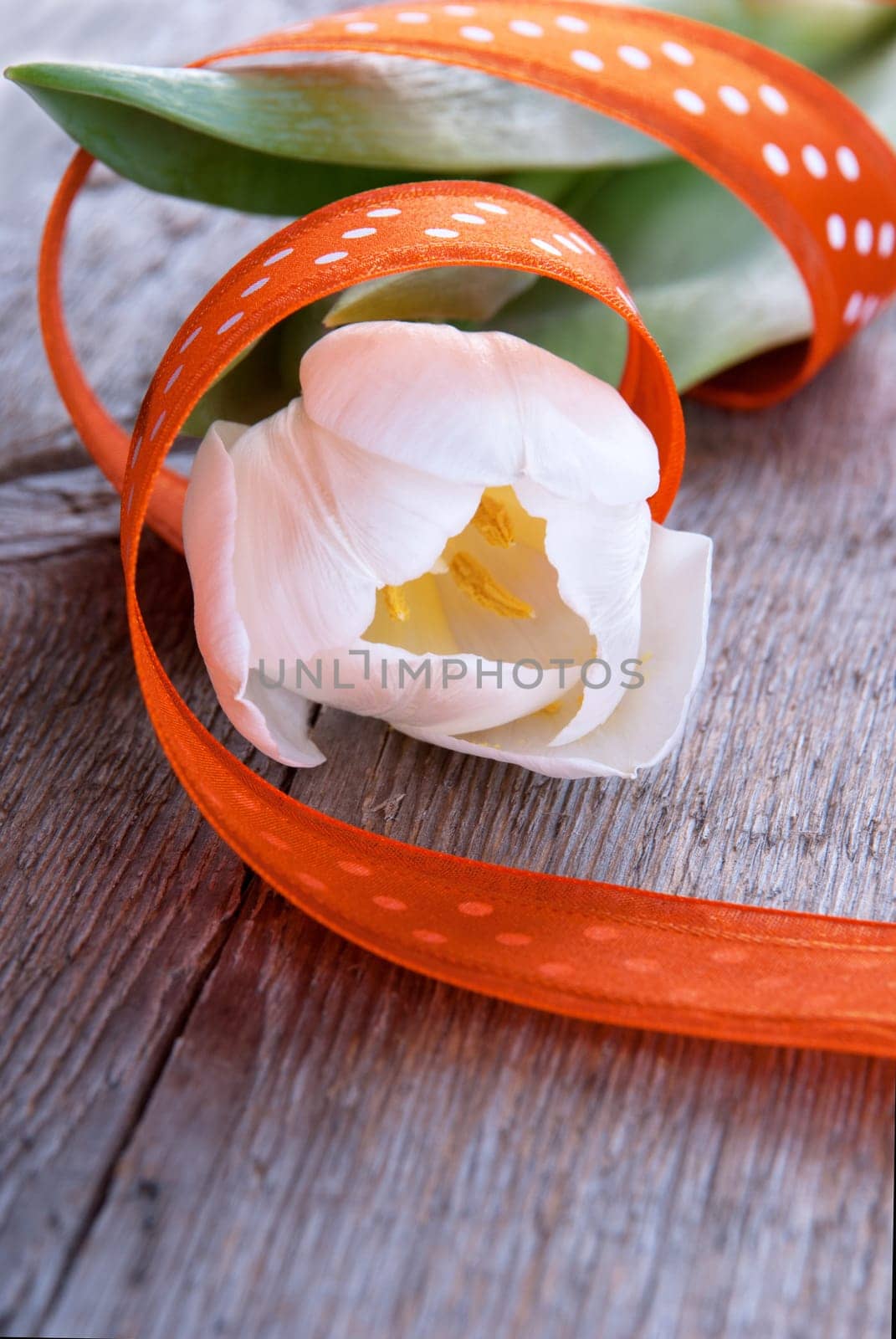 White Tulip with Orange Ribbon, Easter Background with Copy Space