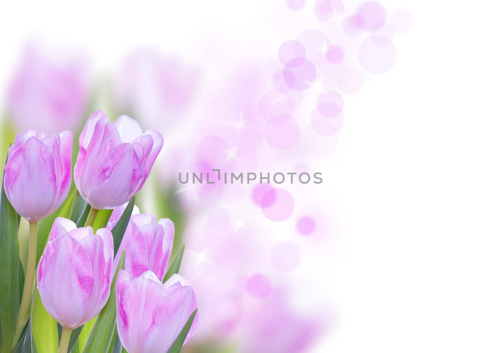 Pink Flower Background with Tulips, Seasonal